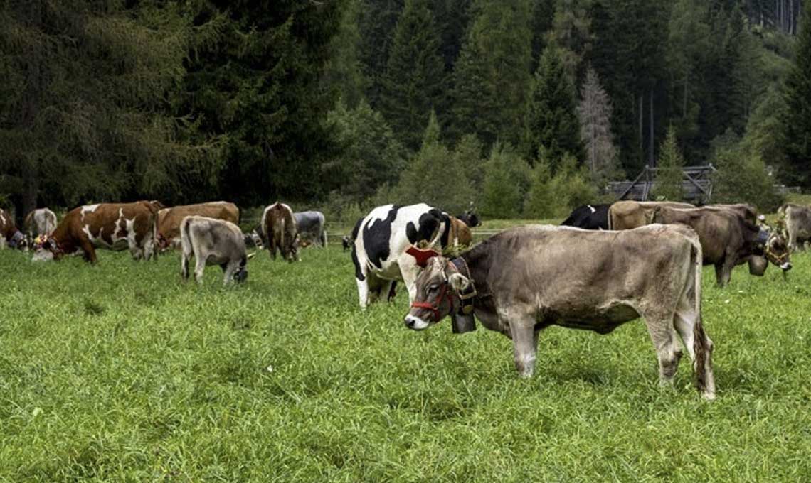 Agricoltura attenta ai cambiamenti climatici
