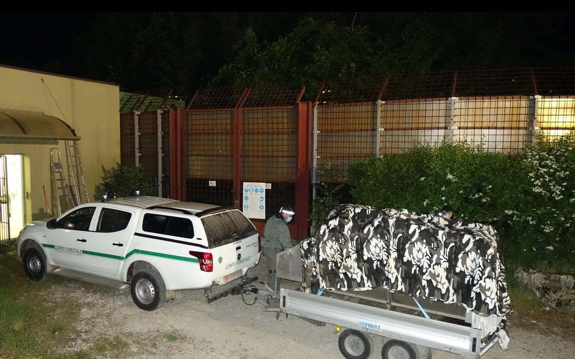 Catturato M49: l"orso &egrave; stato trasportato al Casteller