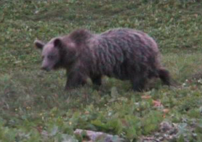 La fuga di M49 riaccende il dibattito