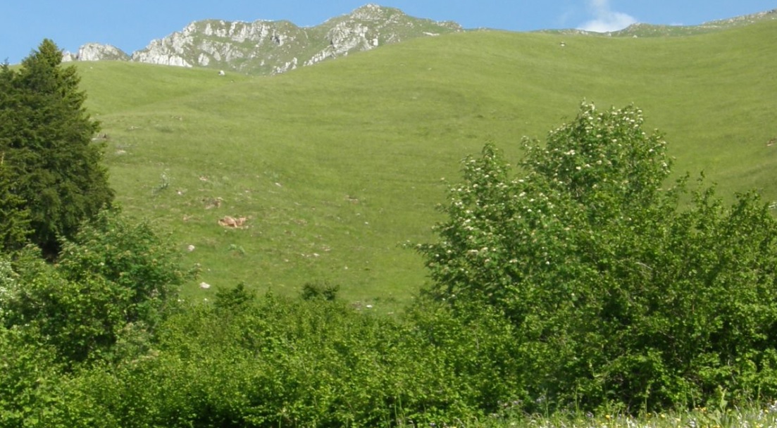 Parco Adamello Brenta, confermati i contributi per lo sfalcio dei prati 