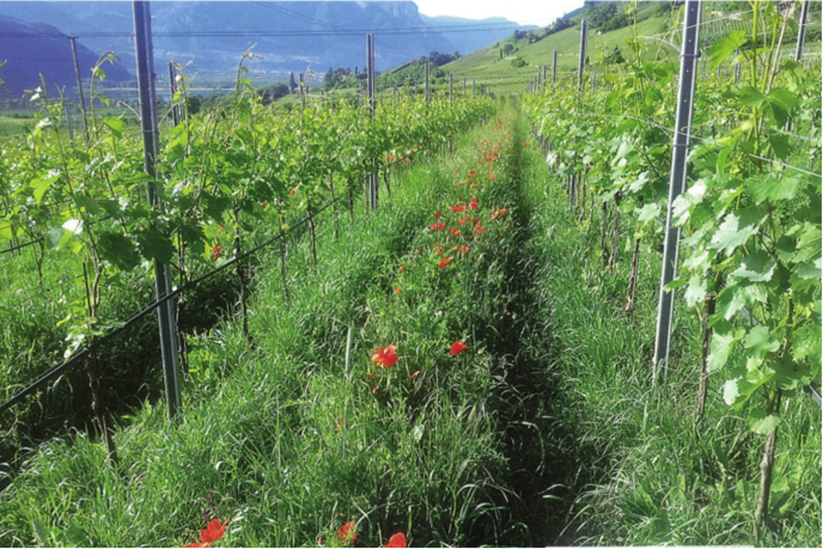 Pratiche agroecologiche nel vigneto: al via il progetto europeo