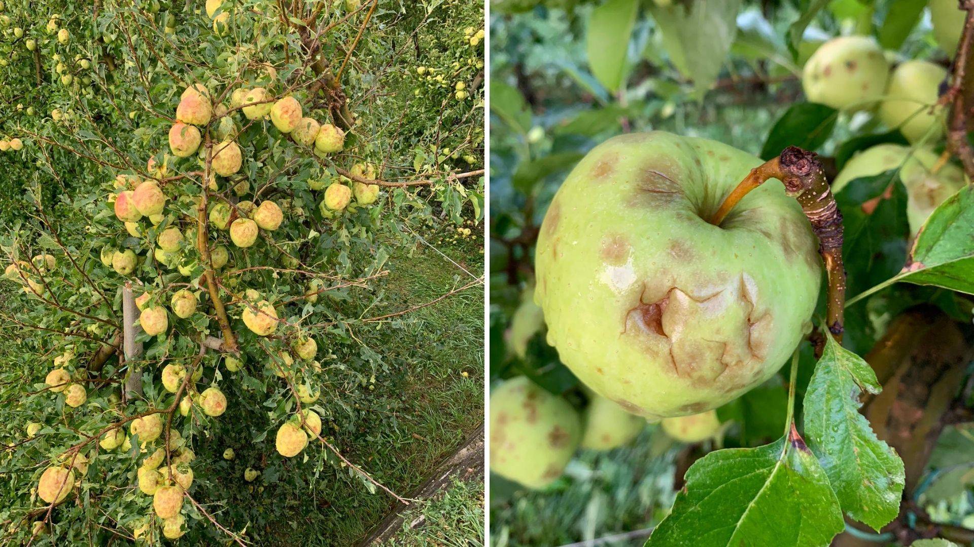Grandine in bassa Val di Sole: «In pochi minuti andato in fumo un anno di lavoro»
