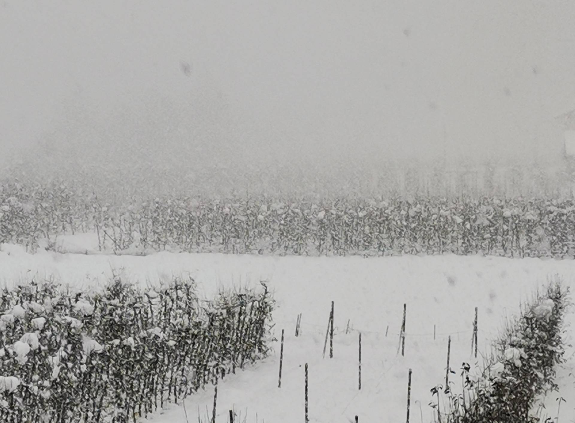 Neve: allerta gialla in Trentino