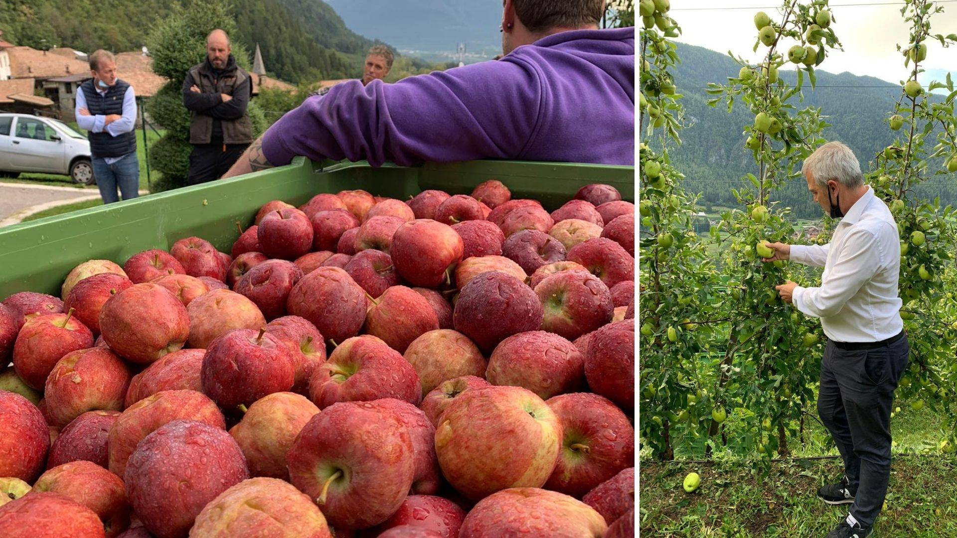 «Necessaria un'azione rapida a sostegno del settore frutticolo»