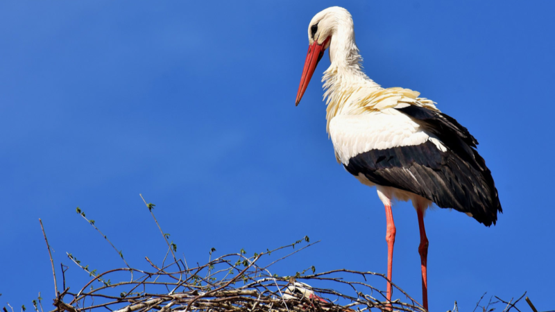 Pi&ugrave; nonesi, meno solandri