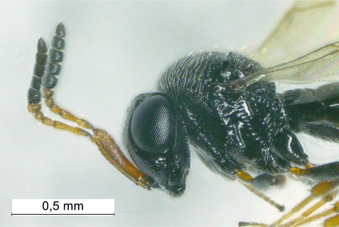 Vespa samurai, iniziato l"allevamento in FEM