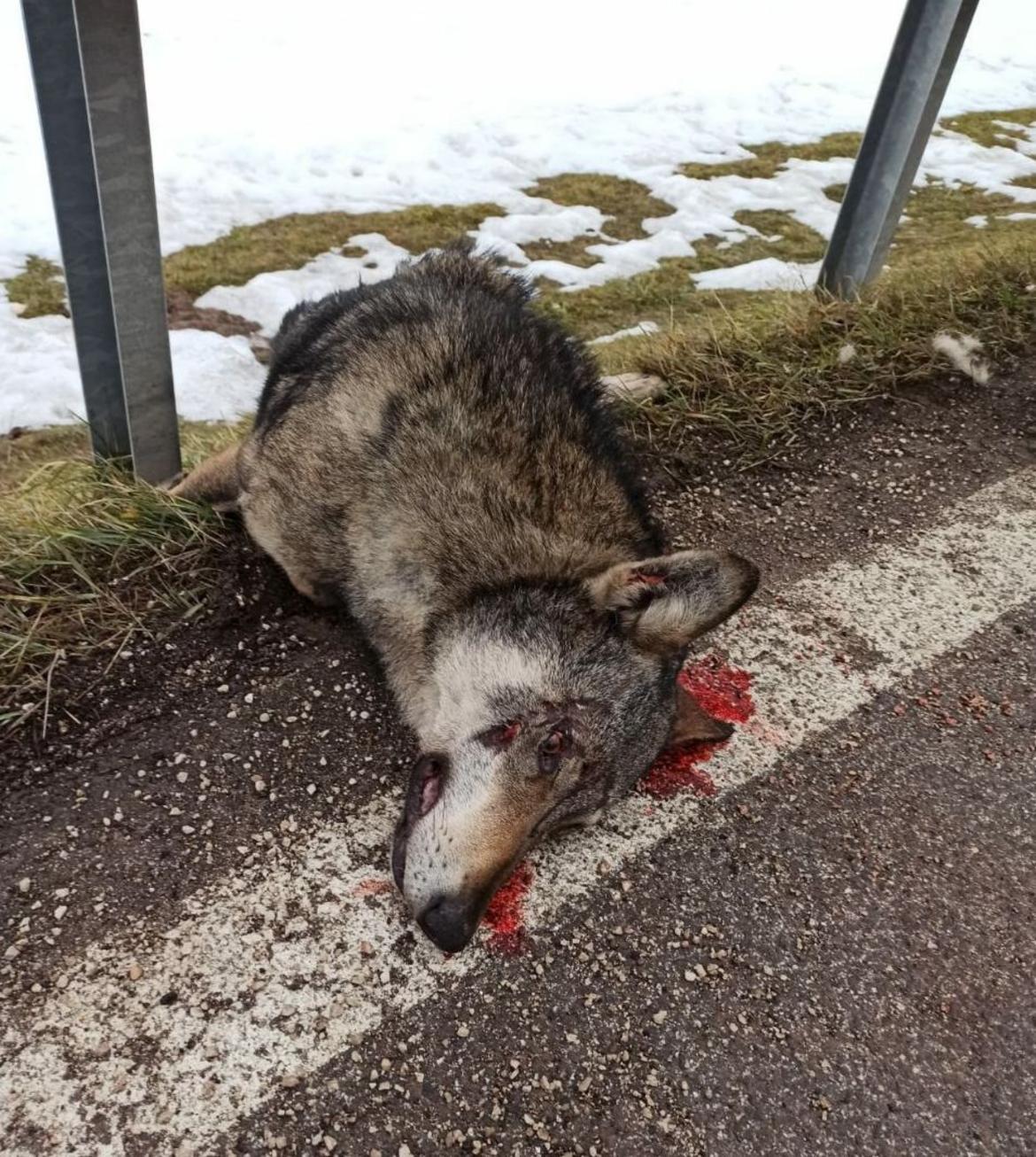 Lupo investito in Val di Non