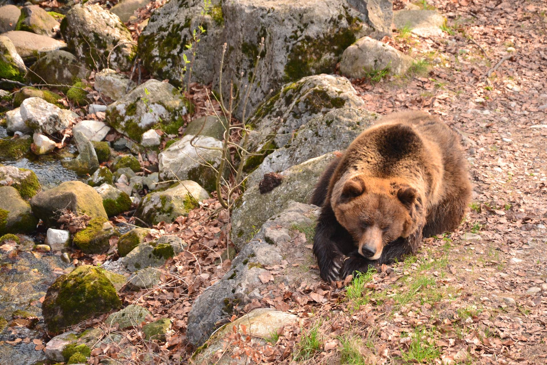Anche il WWF si schiera contro l"ordinanza di abbattimento dell"orso