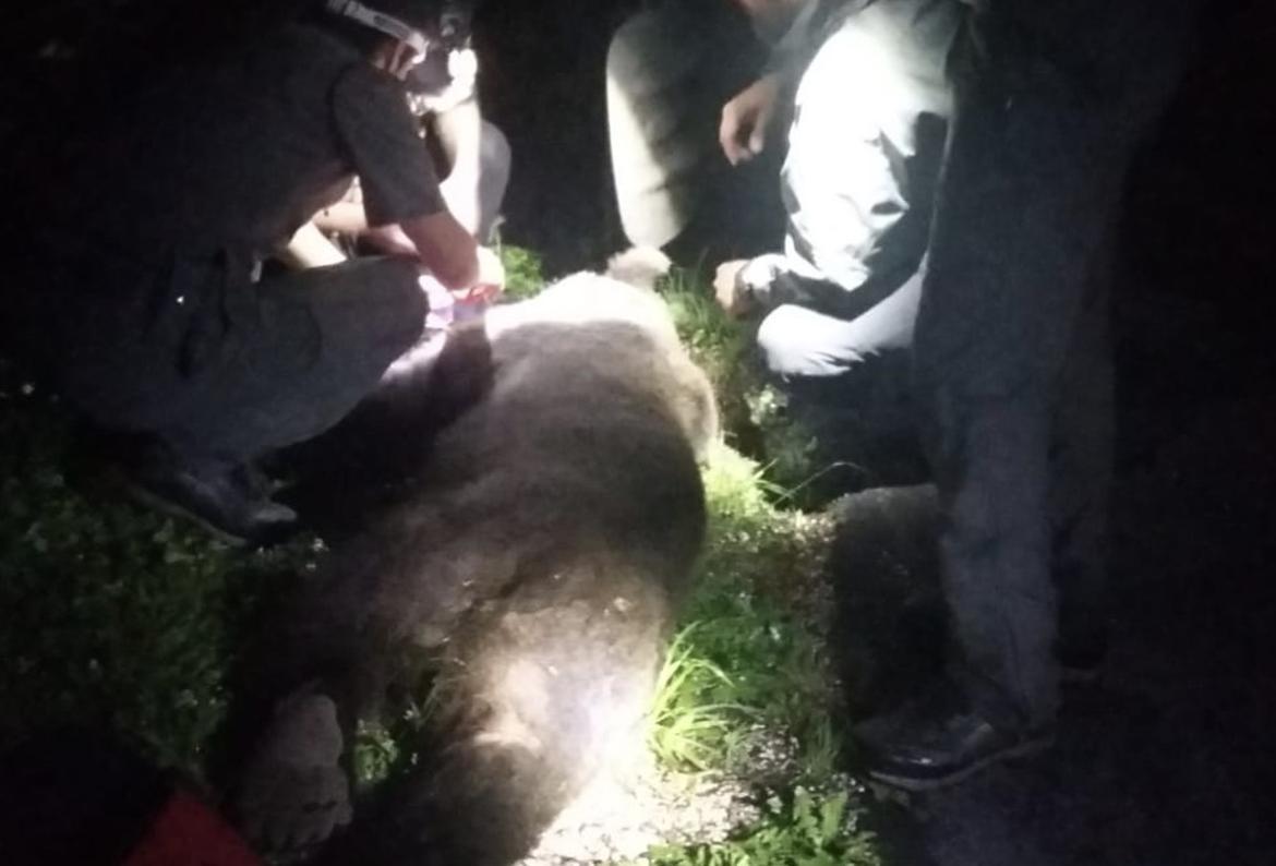 Andalo: per la prima volta in Trentino l"attacco di un orso maschio