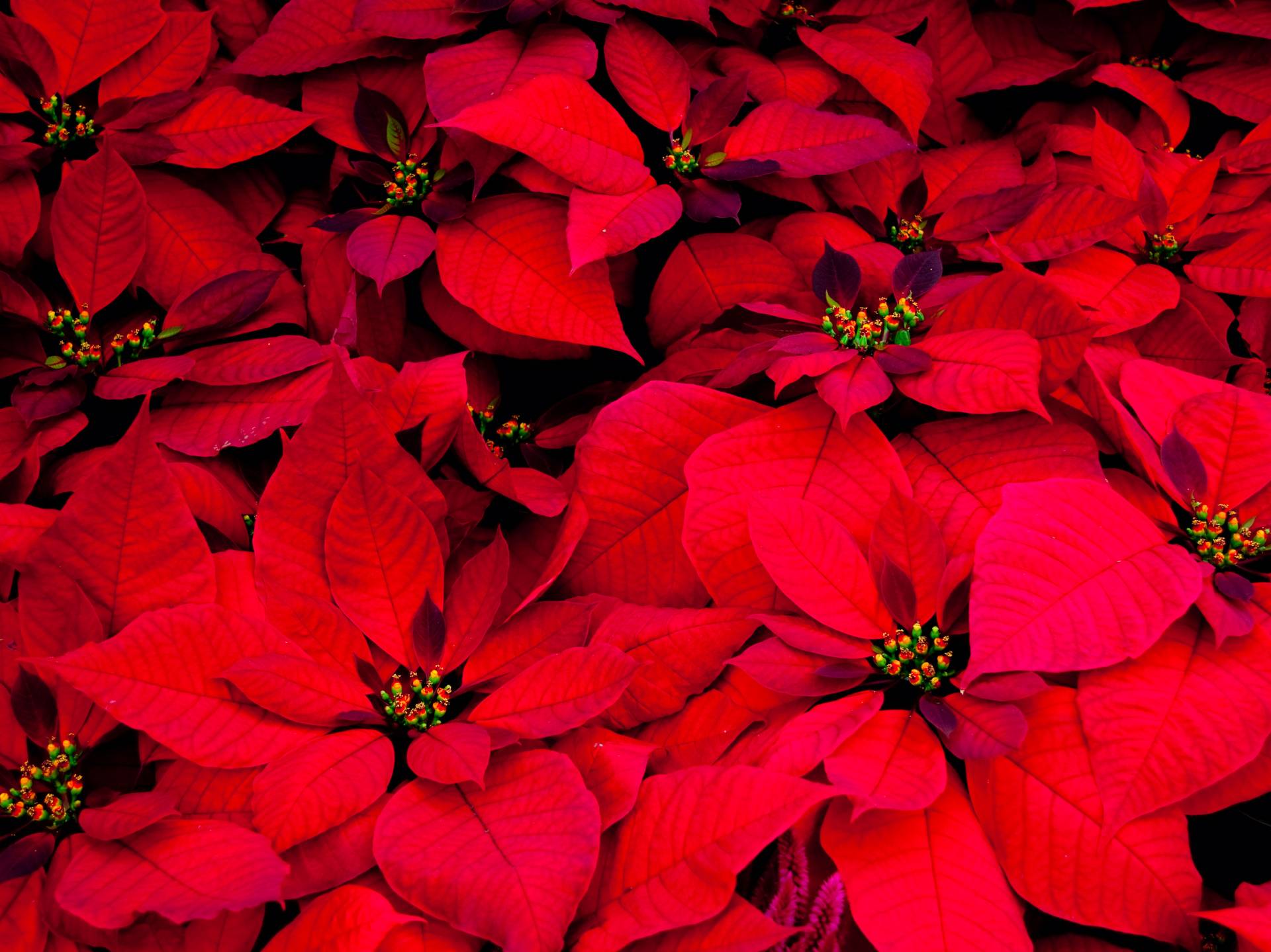 Florovivaismo: un video per sostenere il settore