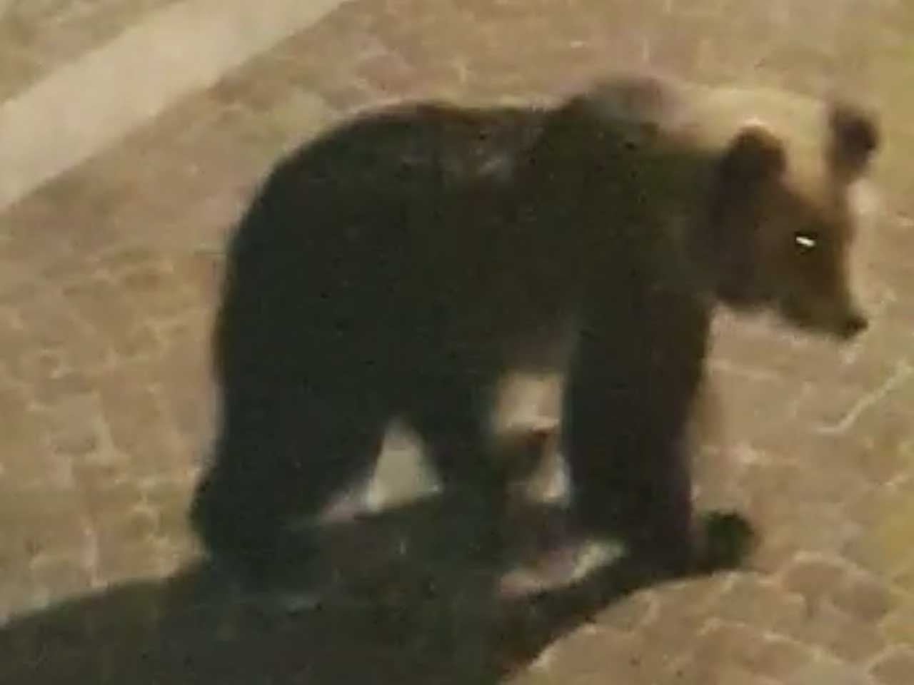 Un orso acrobata si arrampica sui balconi di Calliano