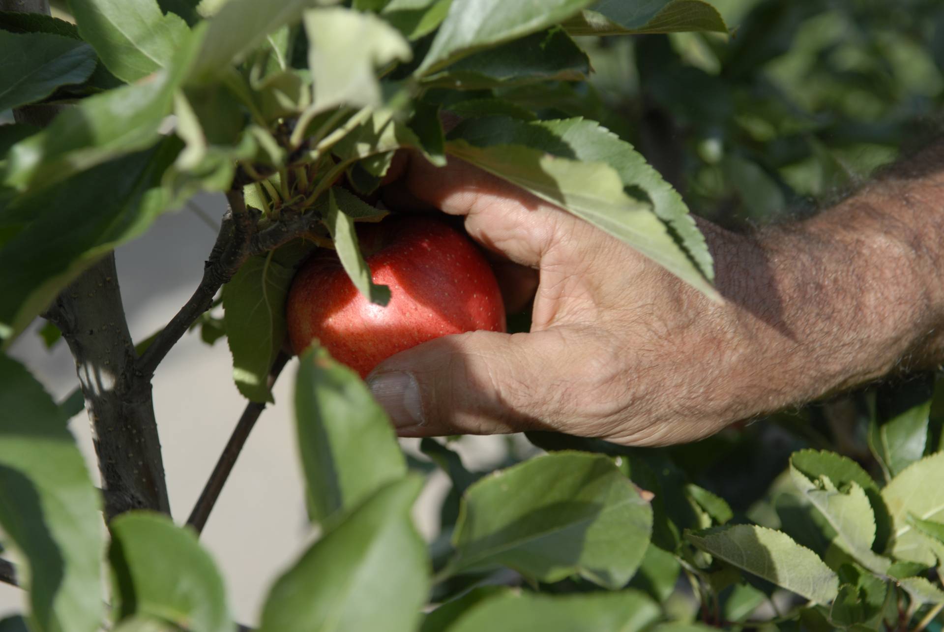 Via libera a 18mila braccianti extra-Ue