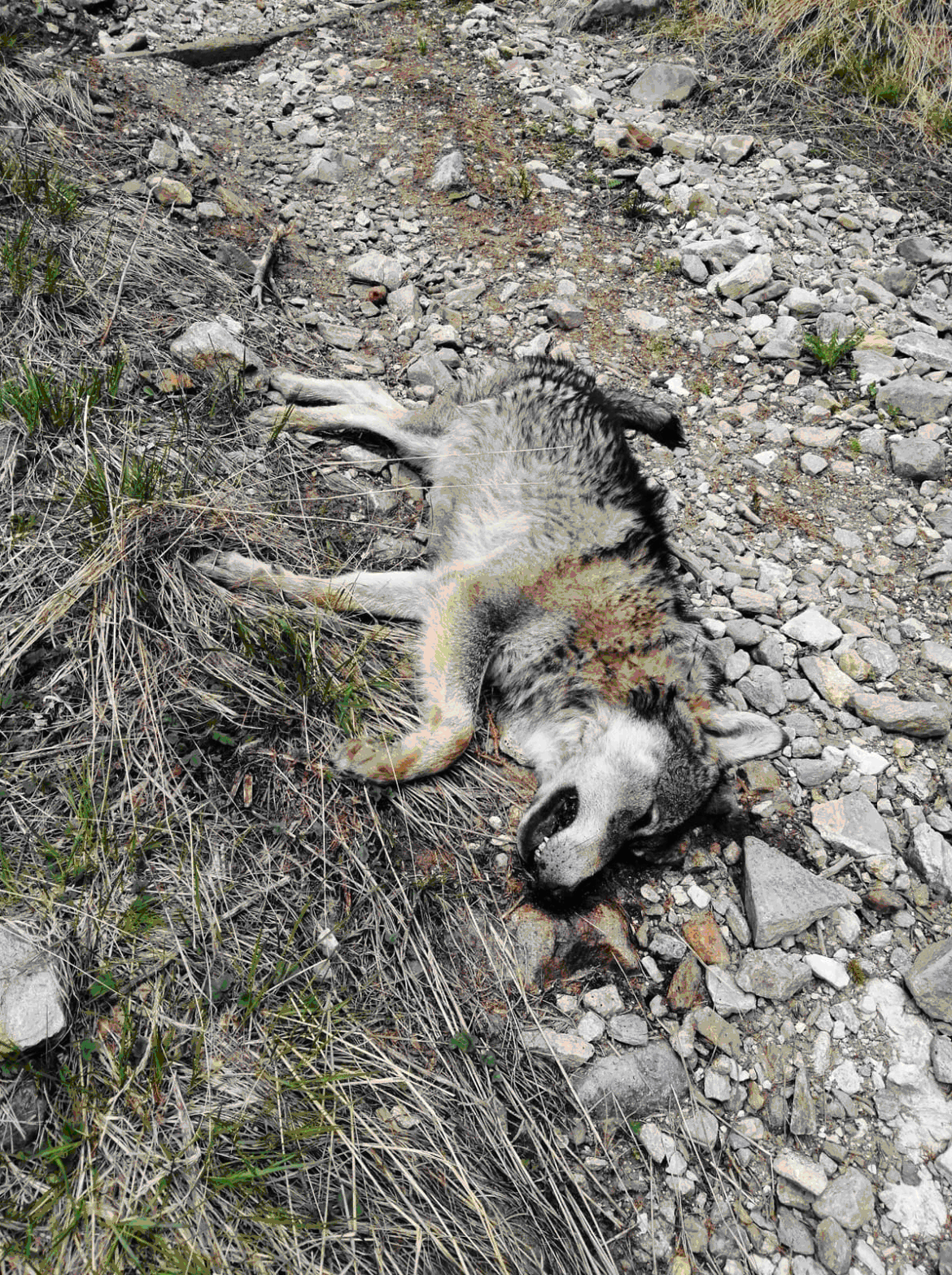 Rinvenuto un lupo morto sui monti di Rumo