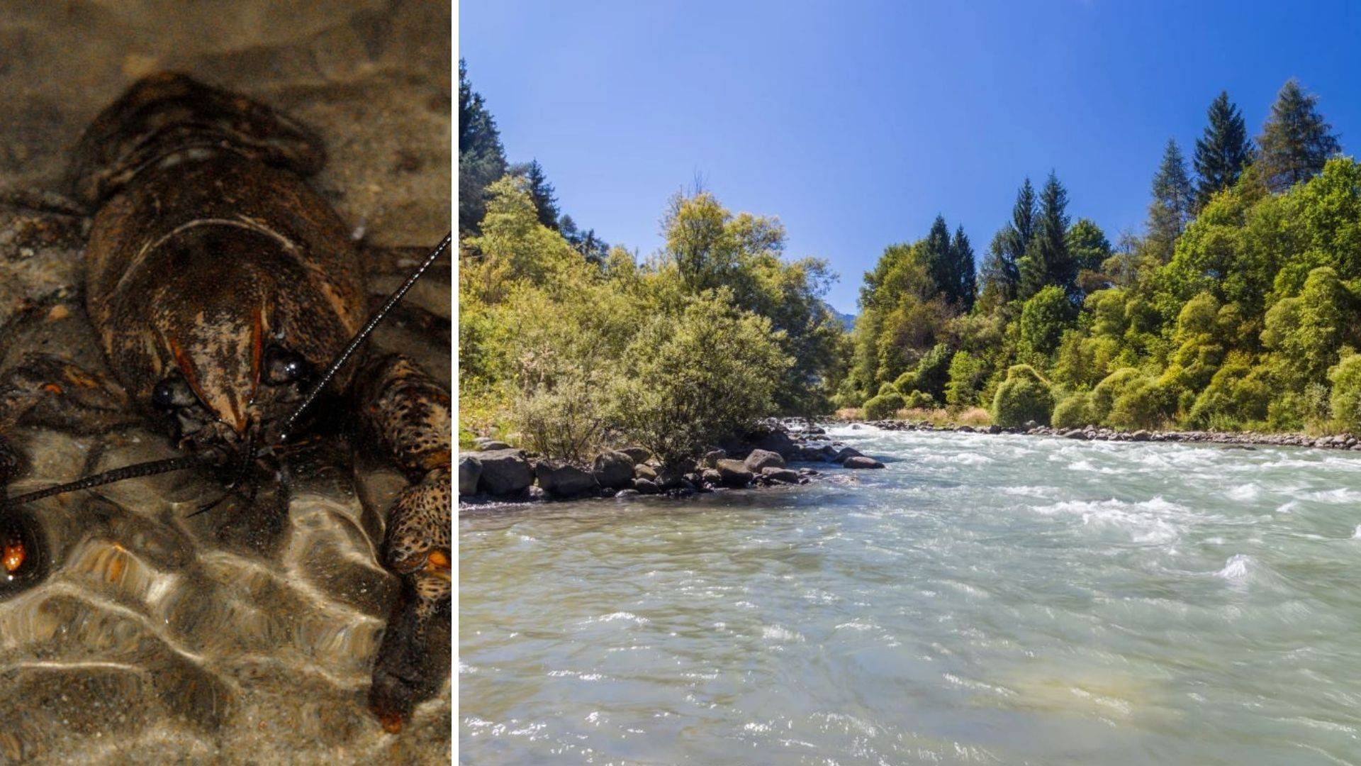 Val di Sole, il ritorno del gambero di fiume