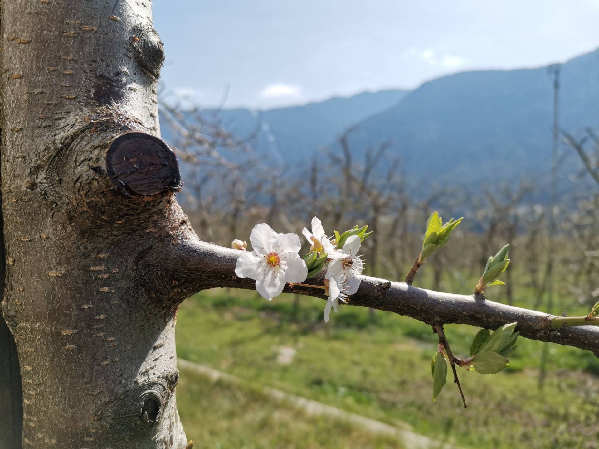 Attenzione alle probabili gelate!