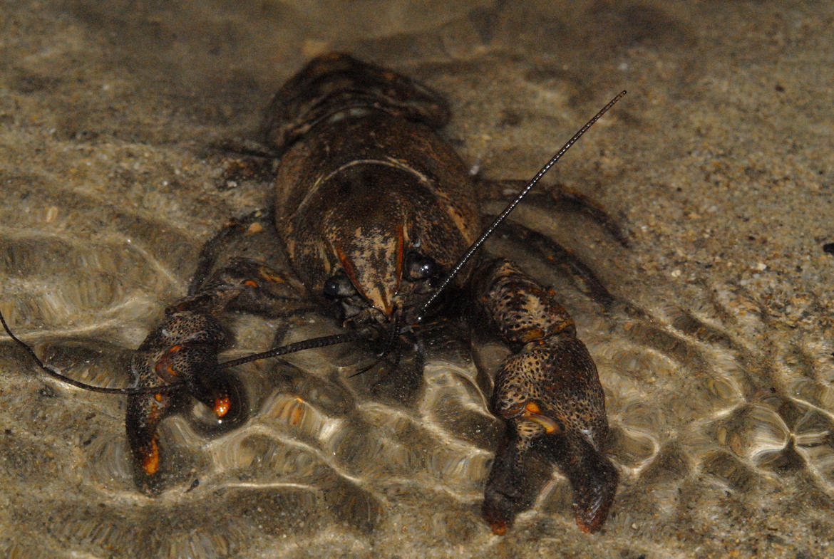 Alla scoperta del gambero di fiume