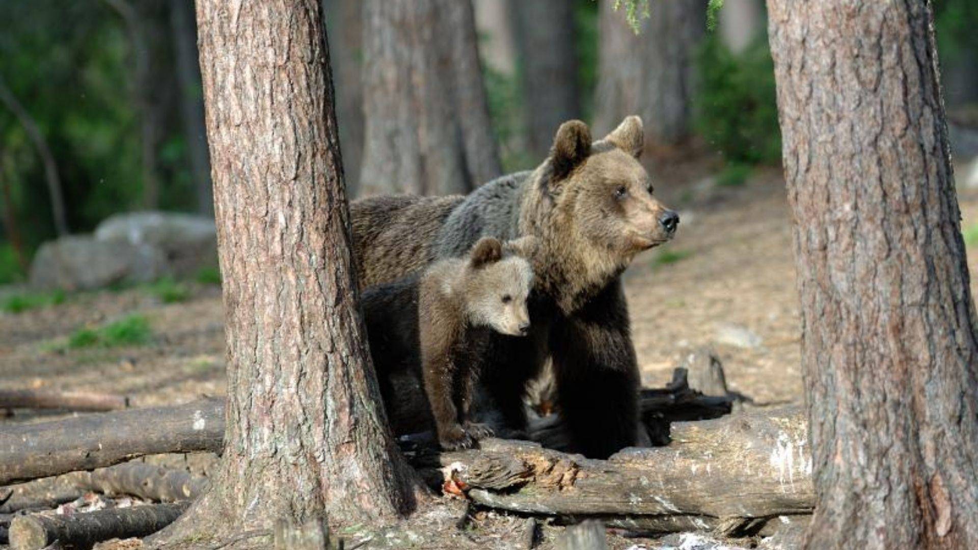 «Una dichiarazione di guerra agli orsi del Trentino»