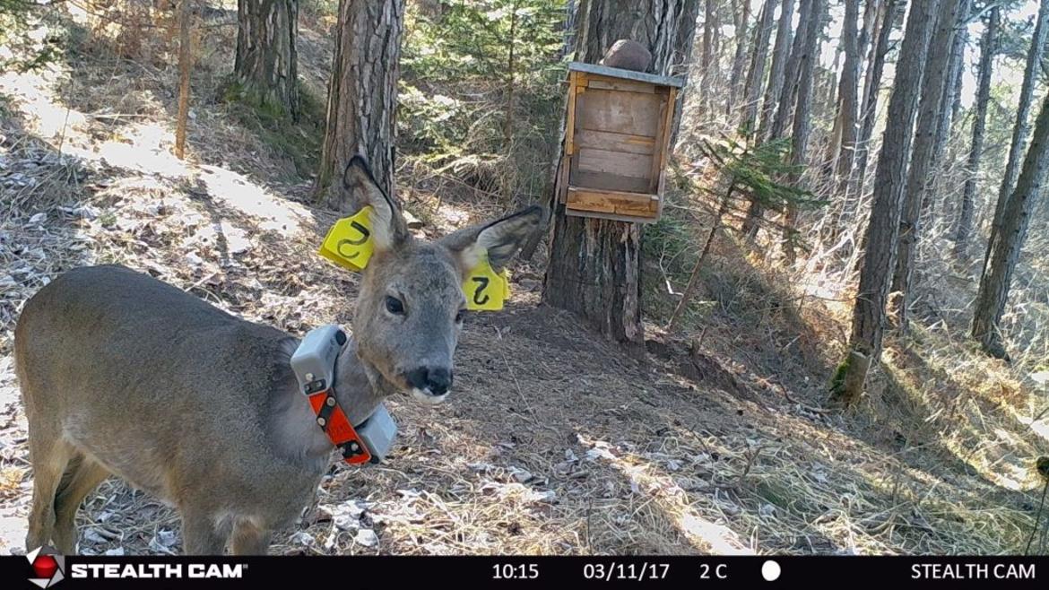 Capriolo, cambia il clima e sale pi&ugrave; in quota
