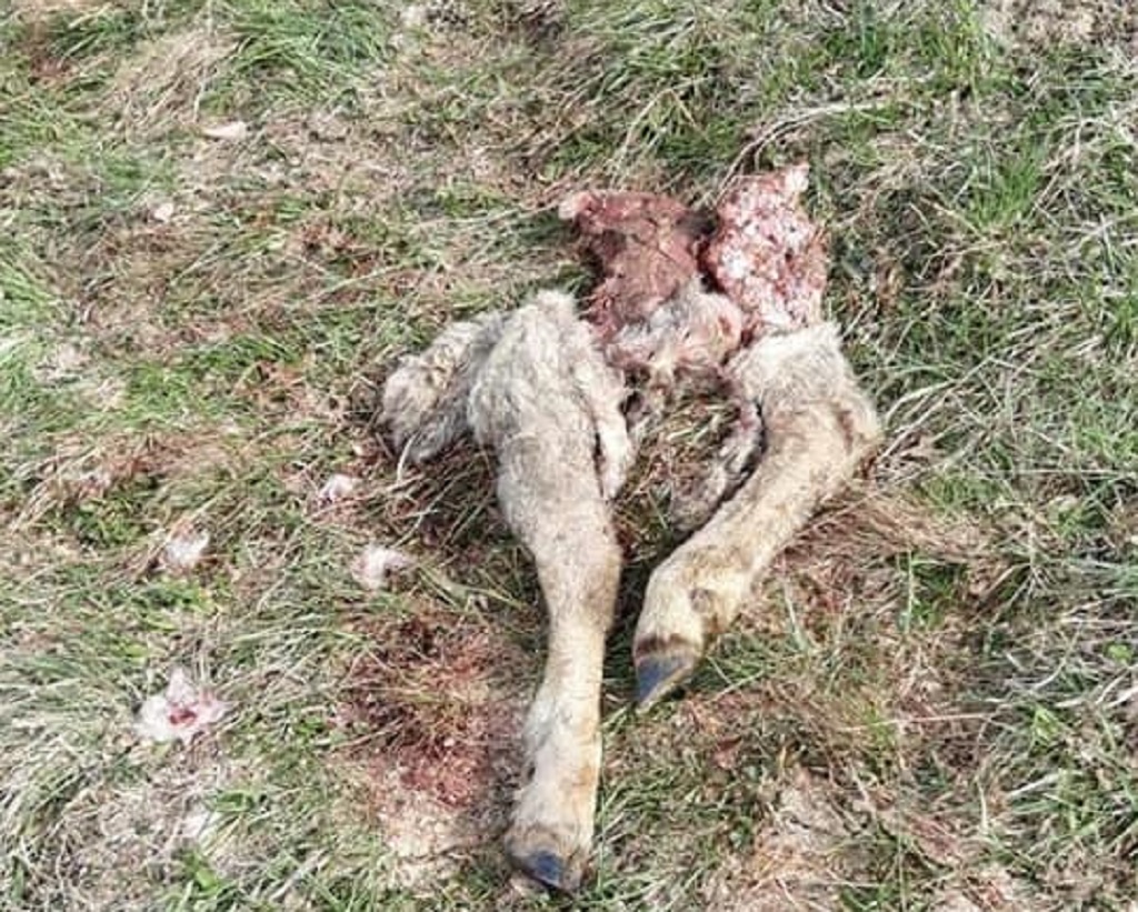 Strage di animali in Val di Sole