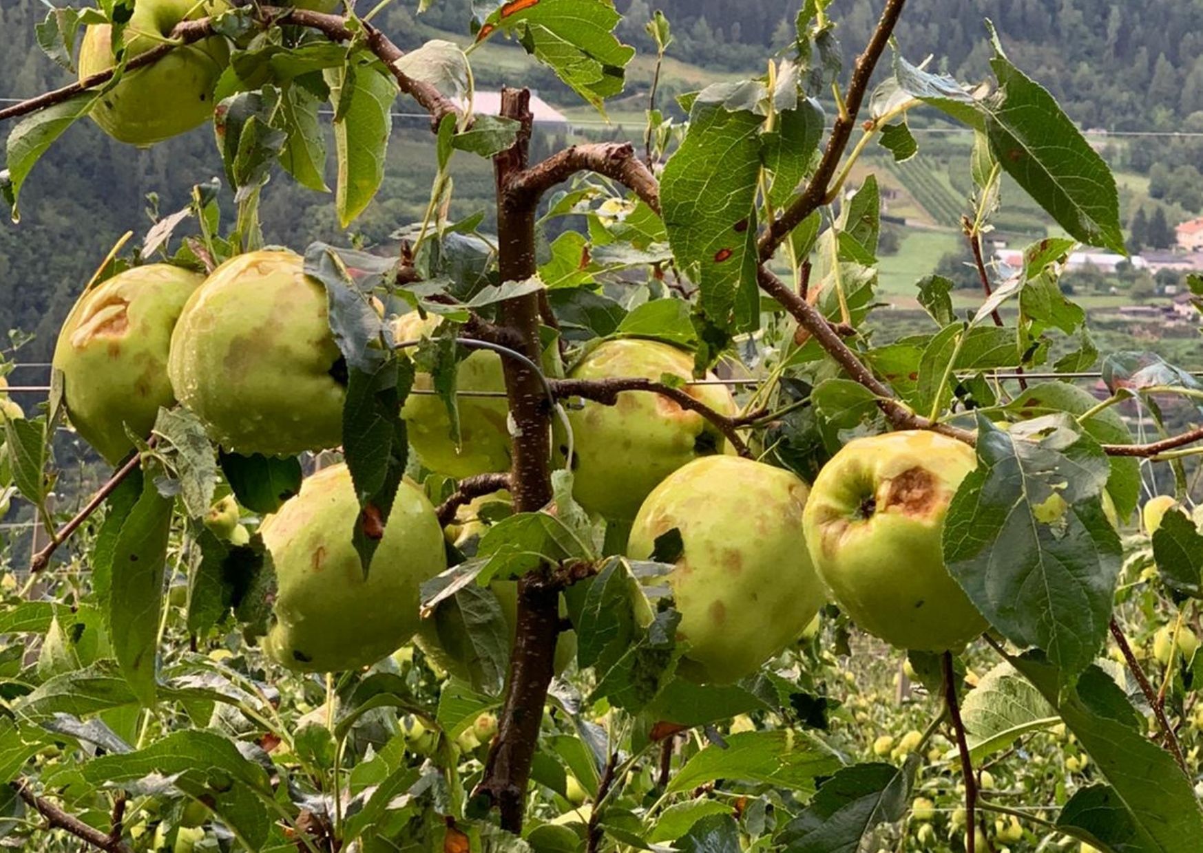 Agricoltura, in arrivo 75 milioni dalle assicurazioni