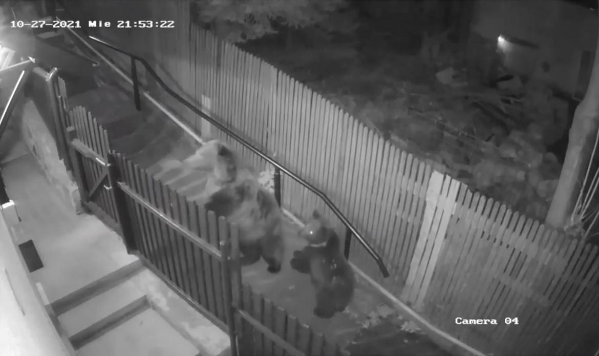 (VIDEO) Donna inseguita dagli orsi, il video non stato girato in Trentino