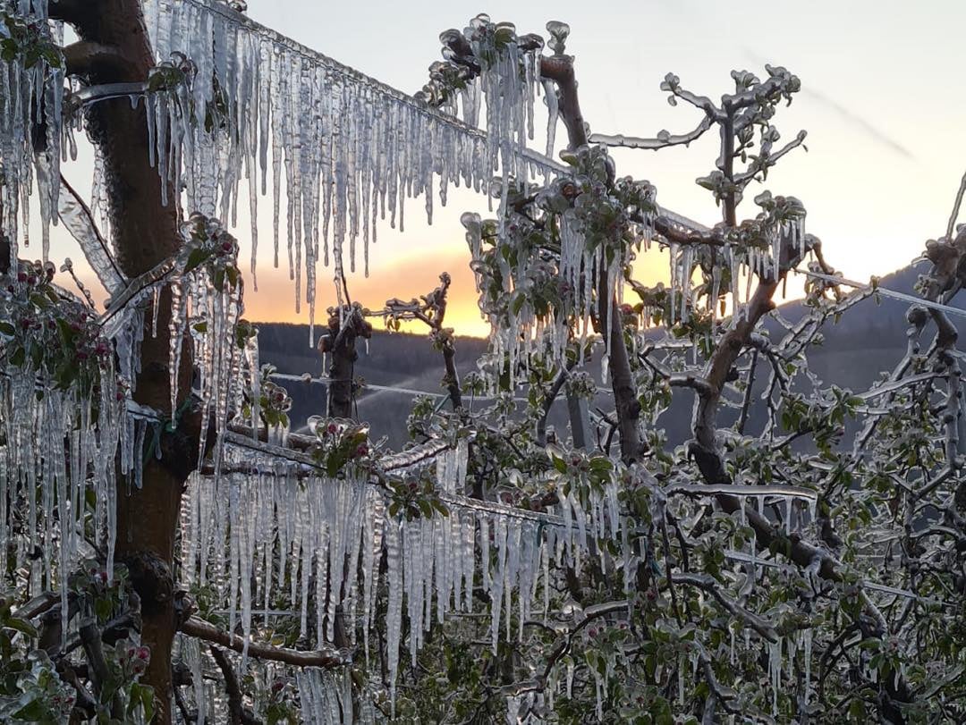 VIDEO. Una strana fioritura, sofferta e affascinante 