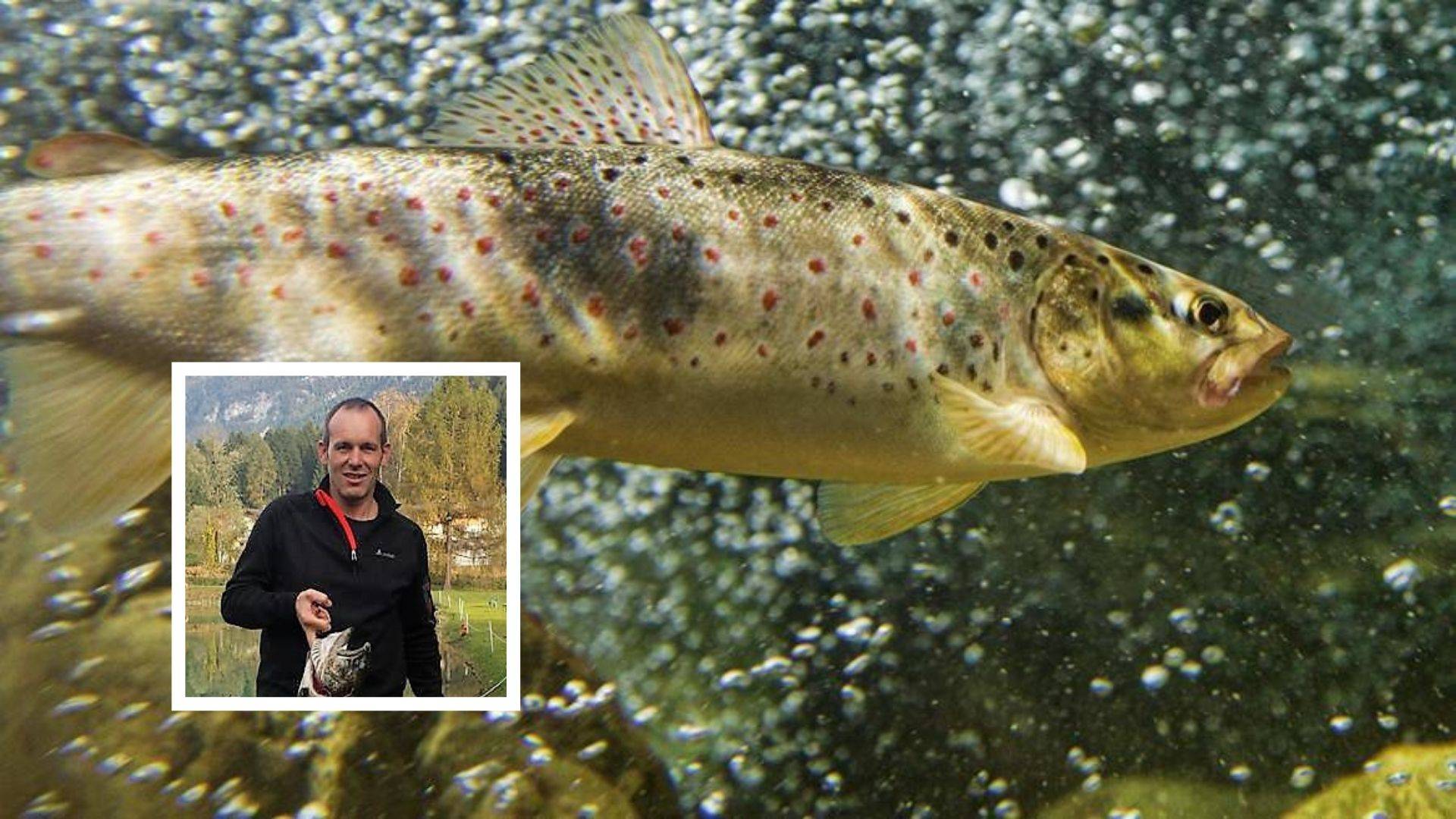 I pescatori contro il divieto nazionale di immissione delle trote fario nei fiumi trentini