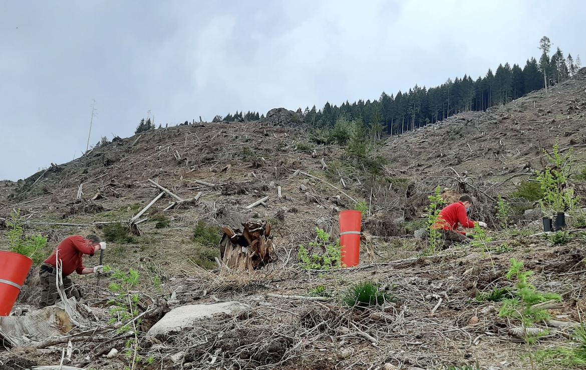 Vaia, recuperati 2,8 milioni di metri cubi di schianti in oltre 1.200 cantieri