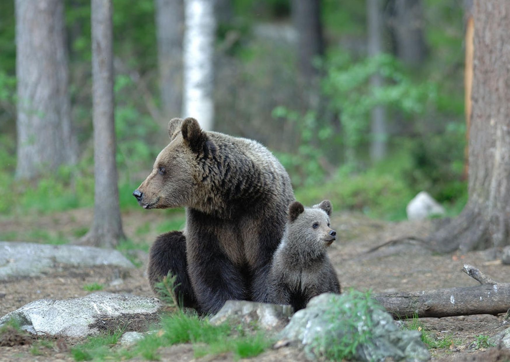 Orso, nei casi pi&ugrave; problematici sar&agrave;  possibile l"abbattimento