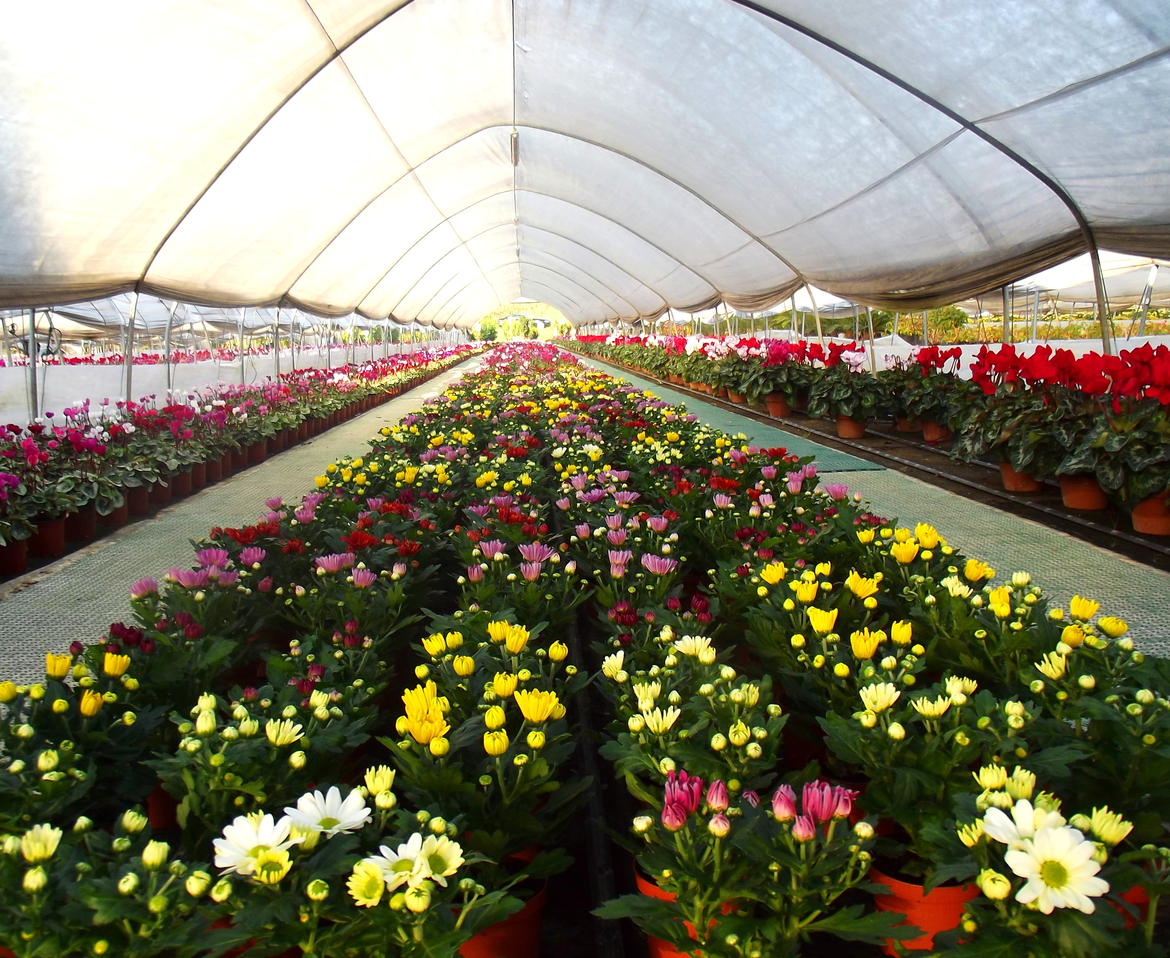 Floricoltura, 300mila euro per migliorare la competitivit&agrave;  sul mercato