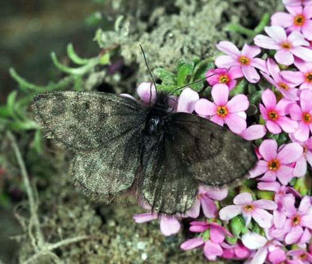 Il ritorno della falena dei ghiacciai
