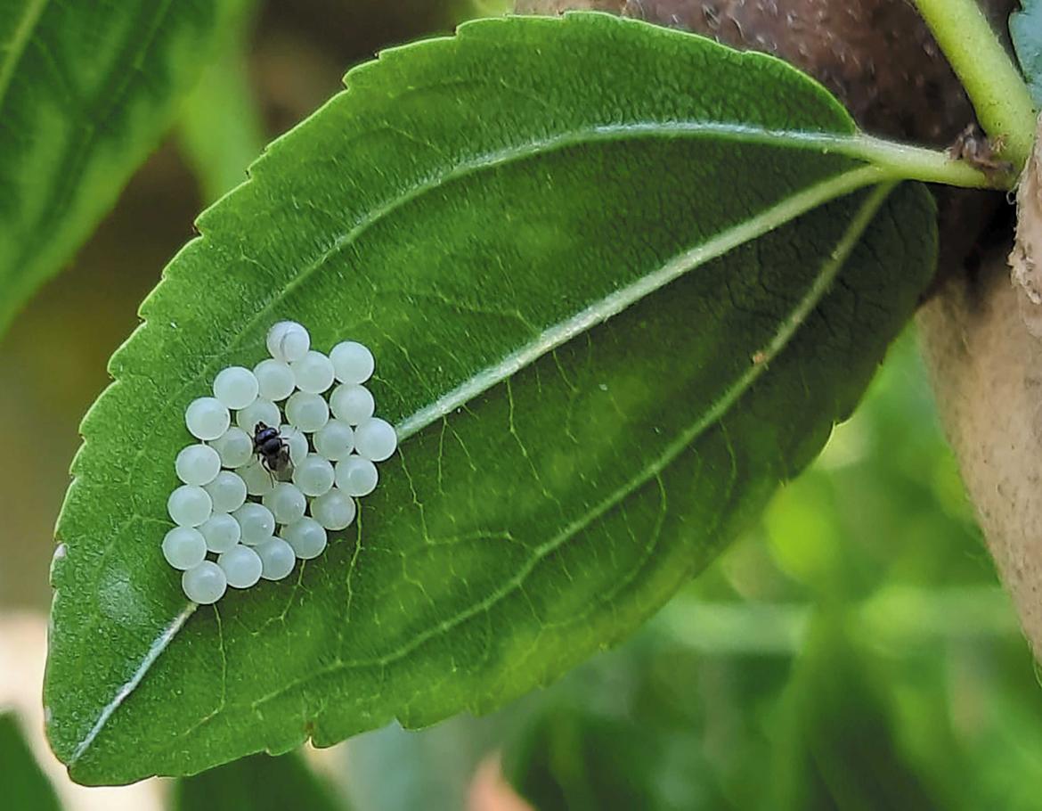 Vespe samurai rilasciate in Val di Non contro la cimice asiatica