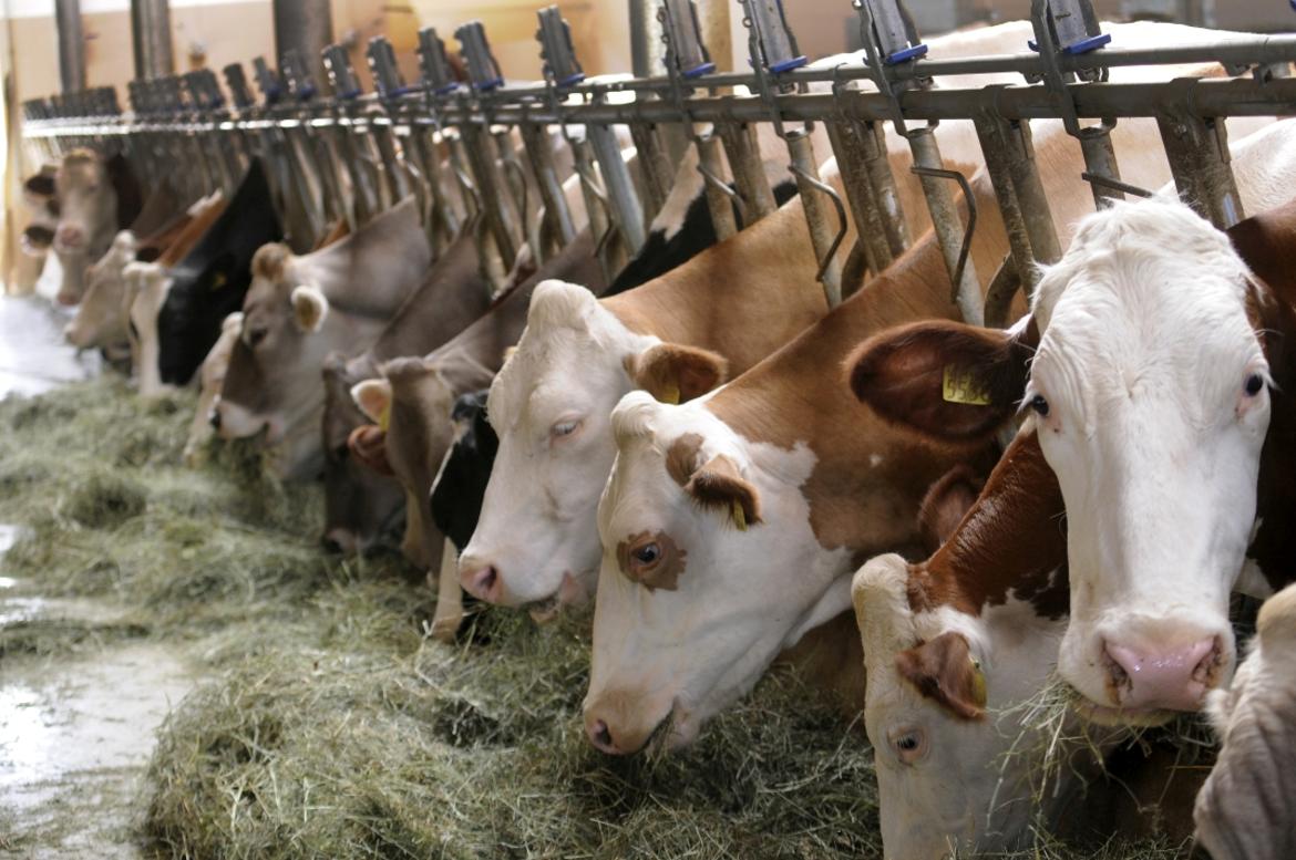 Alta Val di Non, sinergia tra allevamento e frutticoltura per lo smaltimento dei liquami