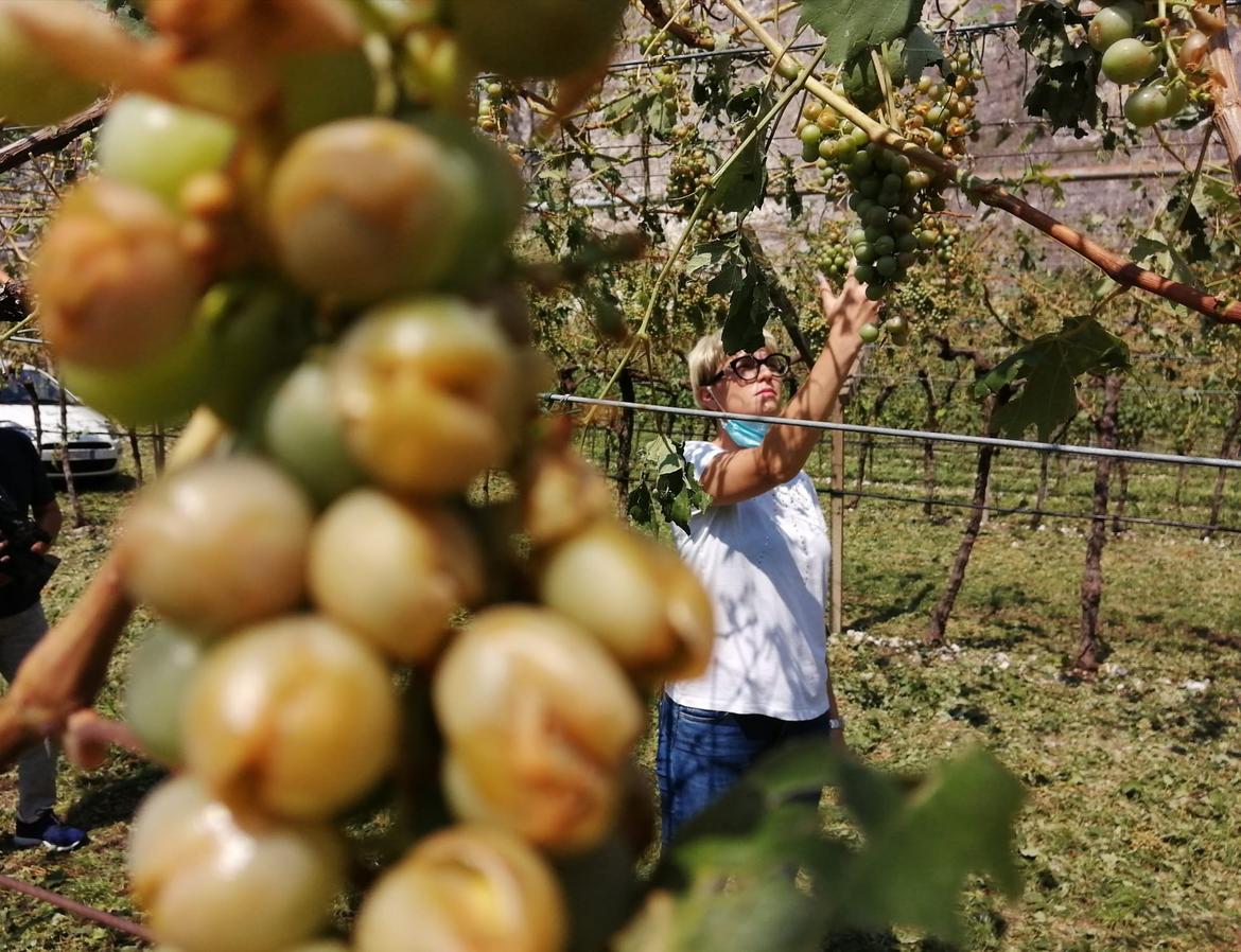 Grandine in Anaunia, il sopralluogo dell"assessore Zanotelli