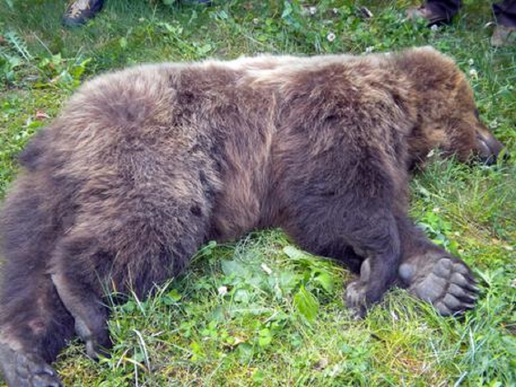 Rinvenuta una carcassa di orso
