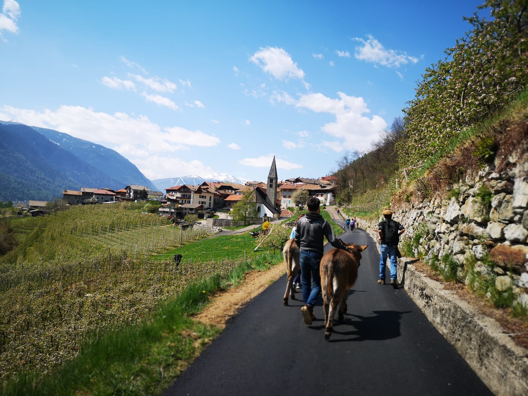 In Val di Sole a ritmo d"asino