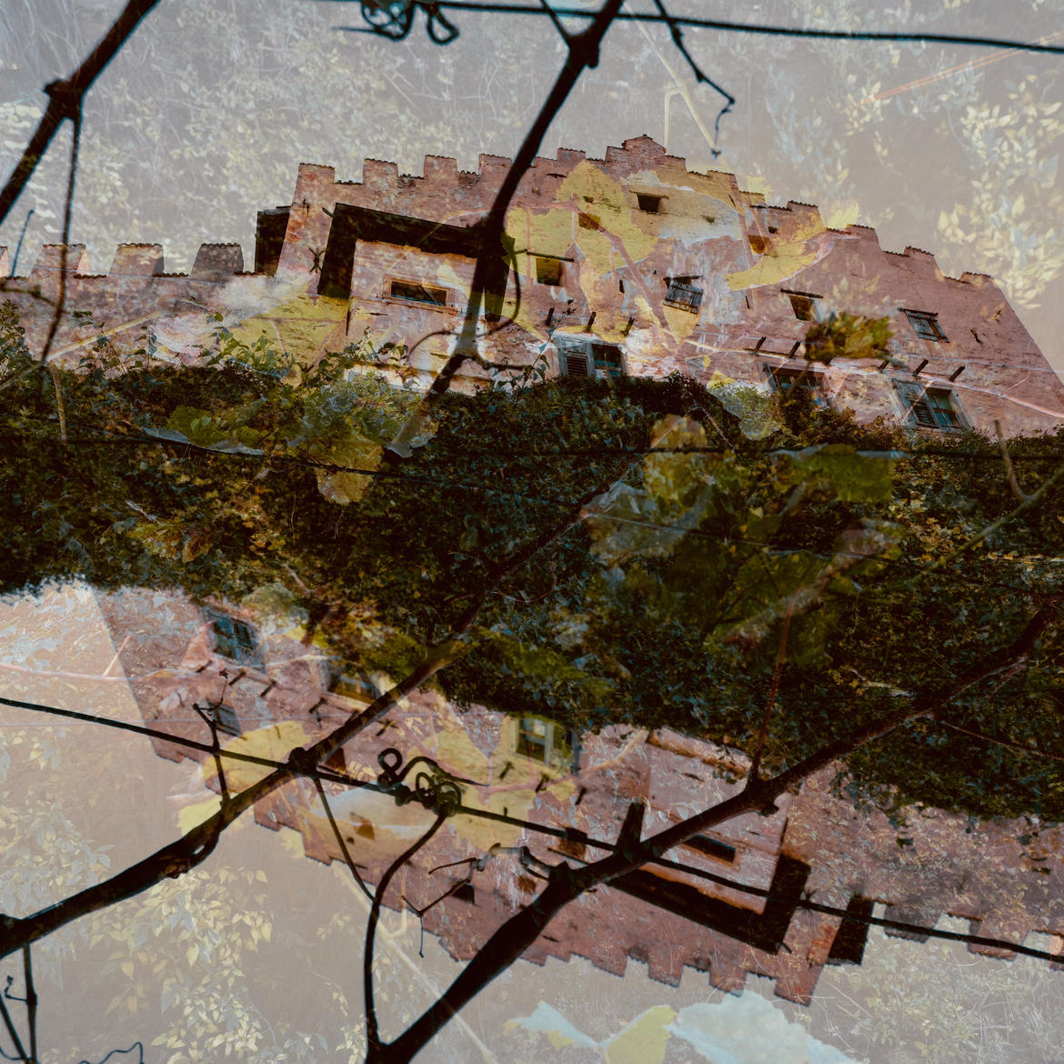 La foresta tra sogno e realt&agrave;  di Galimberti