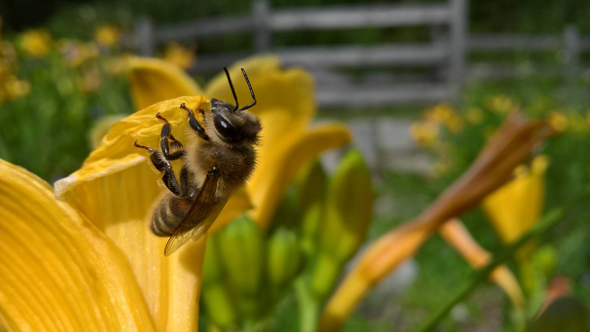 Salvare le api per salvare la montagna