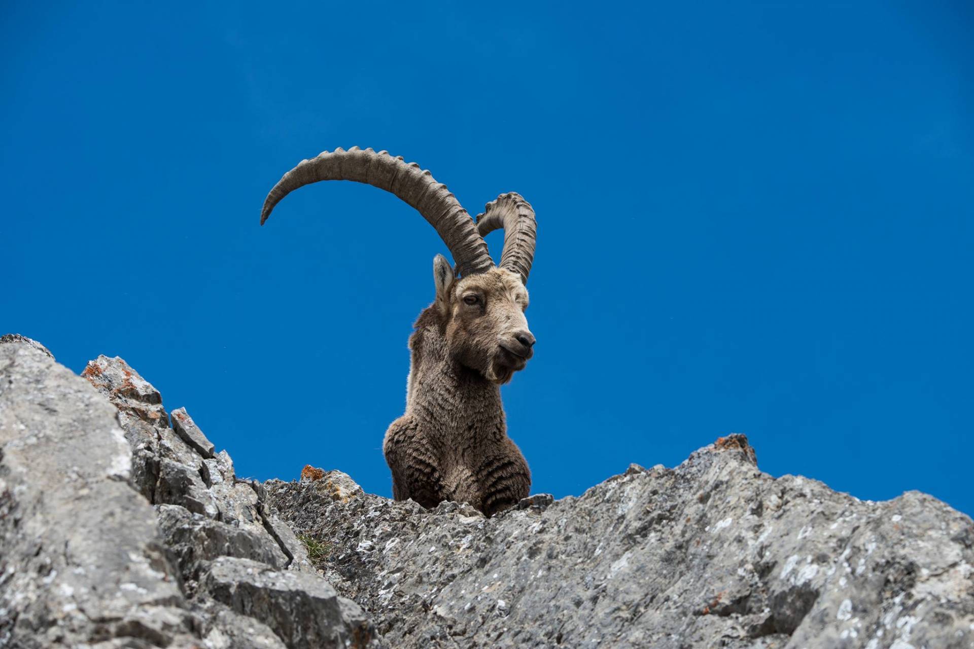 Cambiamenti climatici, stambecchi sempre meno numerosi