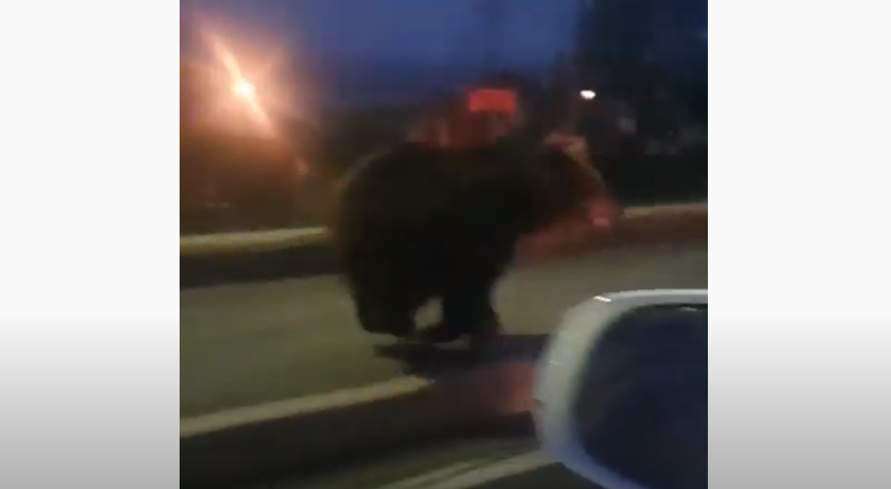 (VIDEO) Orso, che velocit&agrave; !