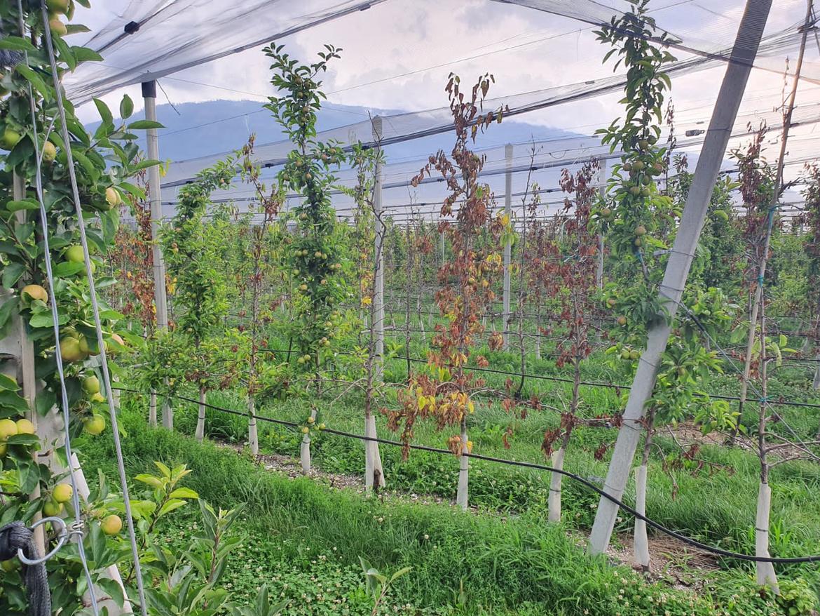 Moria del melo: parte un progetto di monitoraggio e di ricerca