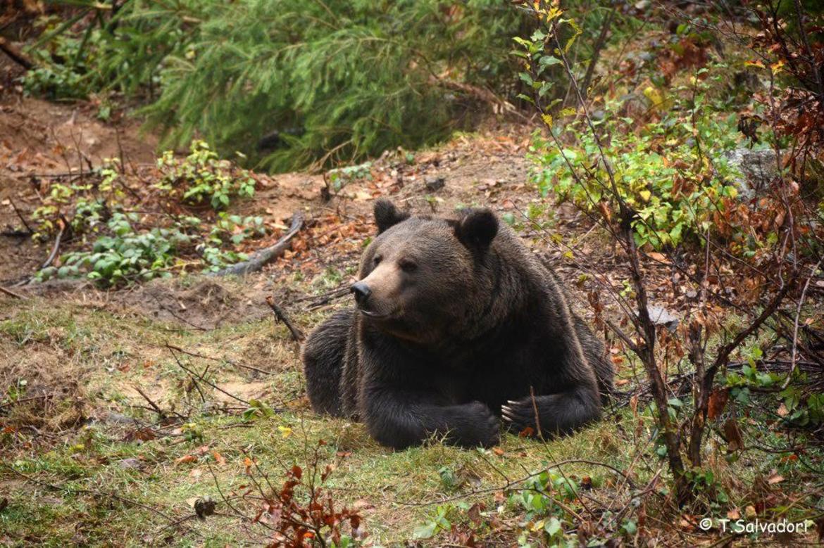 Orsi in Trentino: destinati a raddoppiare