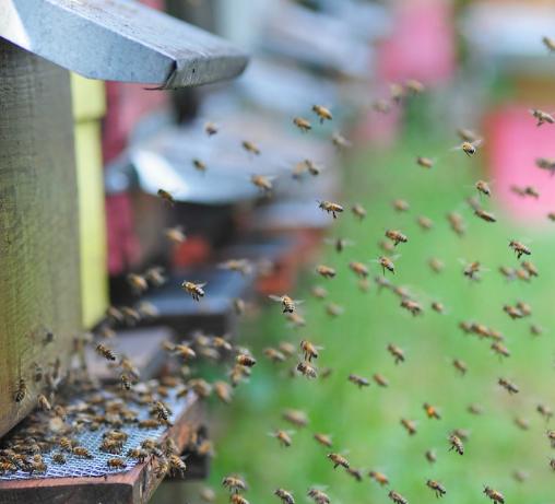 Agricoltura biologica, trend favorevole. Nel settore frutticolo il Trentino &egrave; passato da 240 ettari nel 2009 a pi&ugrave; di 1000