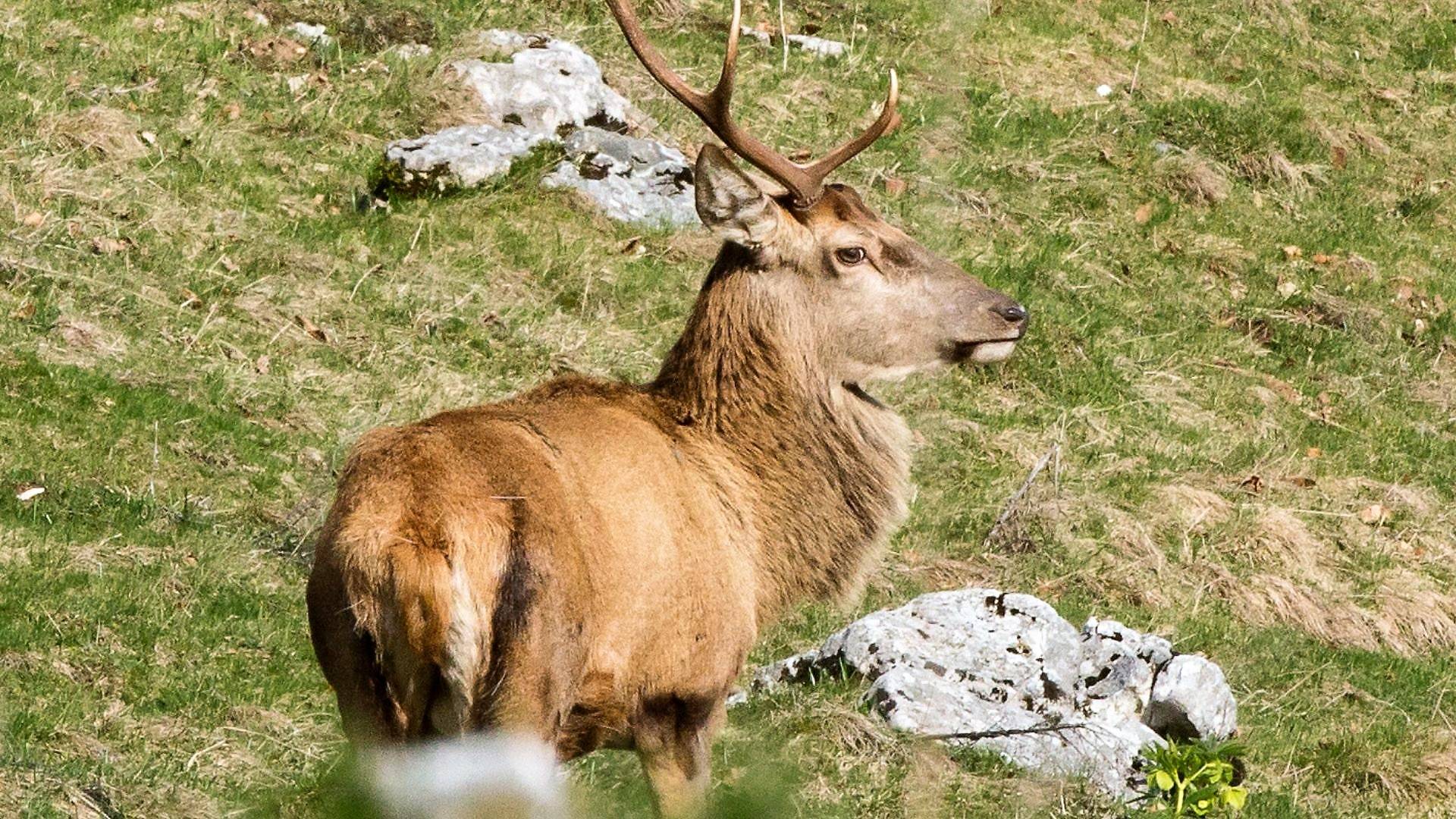 Tutte vie di migrazione degli ungulati raccolte in un Atlante mondiale. Tra i promotori c"&egrave; FEM