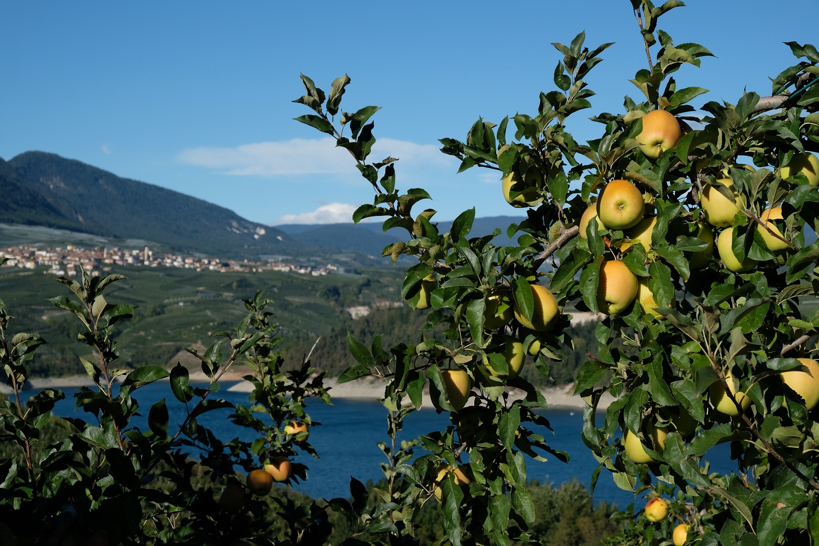 Giovani agricoltori, 8,7 milioni di euro in pi&ugrave;