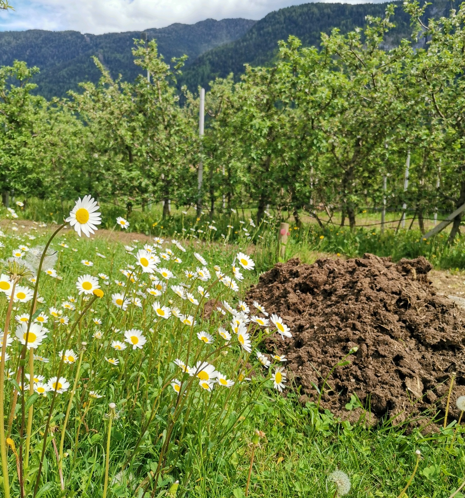 Dal letame nascono i fior