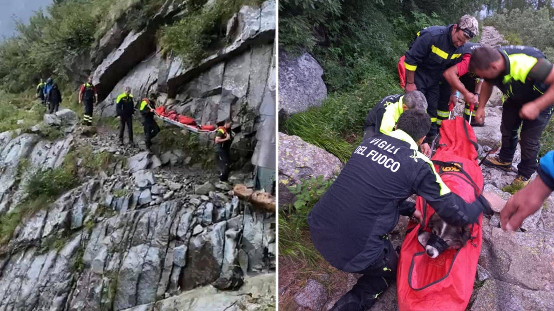 Un anziano cagnolone sfinito «salvato» dai pompieri