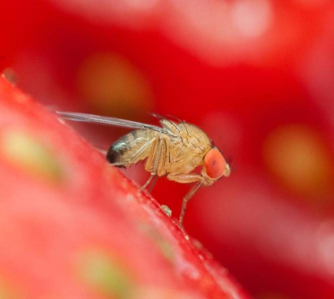 Drosophila, pronto il rilascio in natura dell"antagonista
