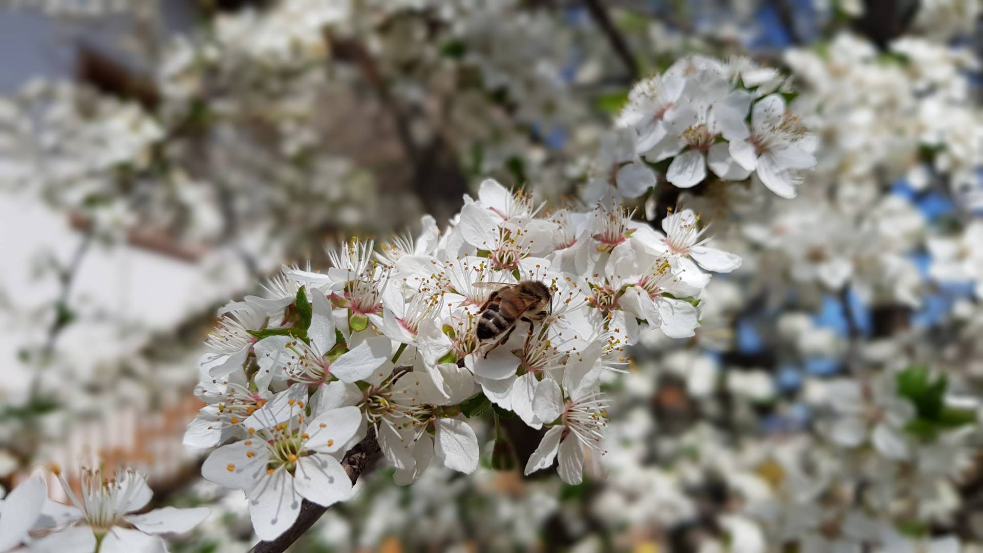 Biodostretti, il futuro biologico del Trentino
