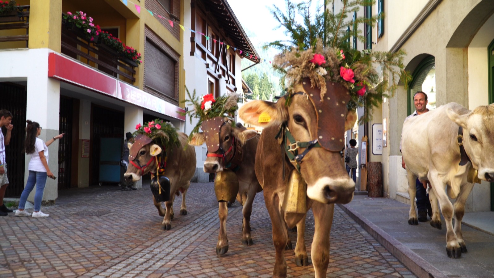 Mucche in spolvero per la Desmalgada